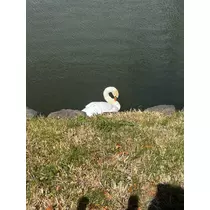 ふゆか