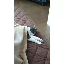 たまき