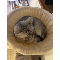 佐倉 里緒