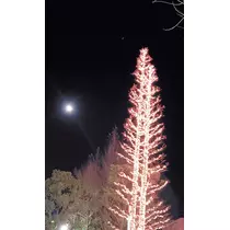 紫音