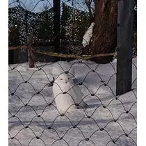 ひな