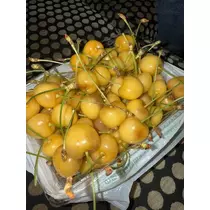 白石 愛莉