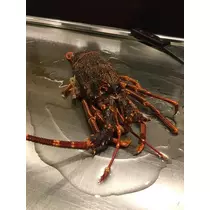 白石 愛莉