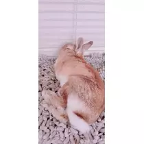 るか