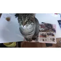 彩