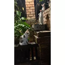 華宮 れい