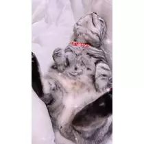 夢乃 サラ