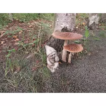 夢咲 さくら