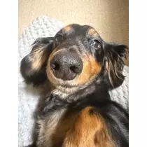 なつき