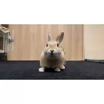 ゆうか