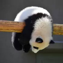 七星 夏純