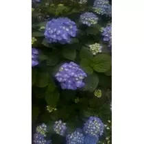 ひじり
