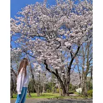 はる