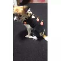 あかり