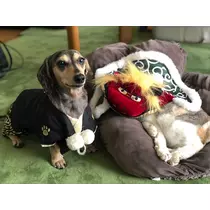 紗貴
