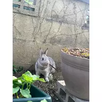 ゆうか