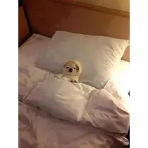 七星 夏純