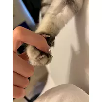 佐倉 里緒