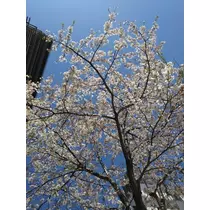 えみ