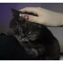 サラ