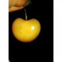 紫音