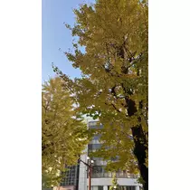 まい