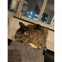 華宮 れい