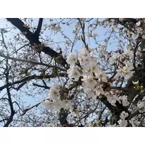くるみ