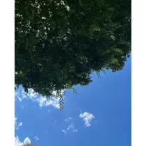 りおな