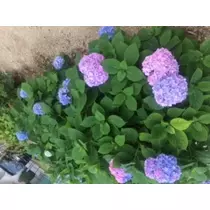 もも