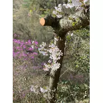 さくら