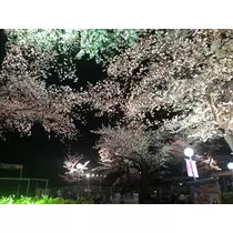 せりな