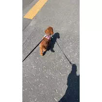 七星 ゆめ