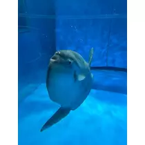 セララ