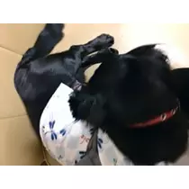 りえ