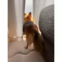 めい