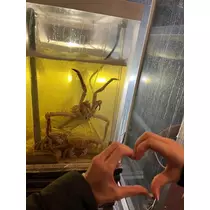 芹沢 莉瀬