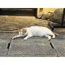 かえで
