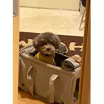 うづき ふうか