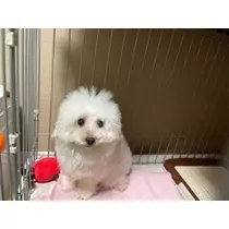 立華 碧