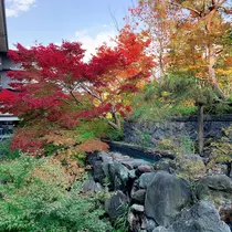 姫花