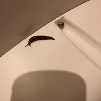 愛羽 仁美
