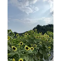 せら