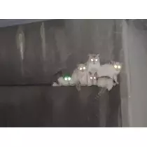 もね