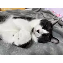 サキ