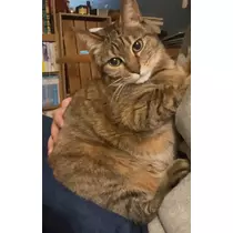 サラ
