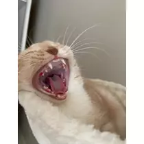 あおい