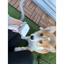 足立 はな
