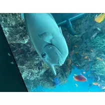 翠
