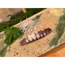綾瀬 優